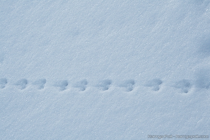Hiired (talv lumi jljed jlg hiired mice mouse track tracks)