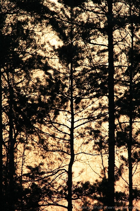 Siluett (loojang mets puud siluett)